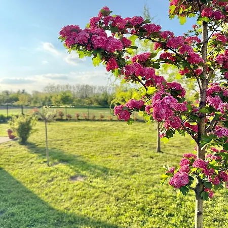 بيت ضيافة Lavanda Vendeghaz *